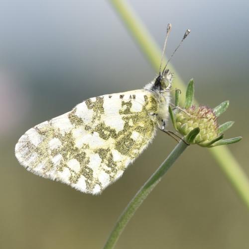 Réf. 325 075 : Euchloe crameri